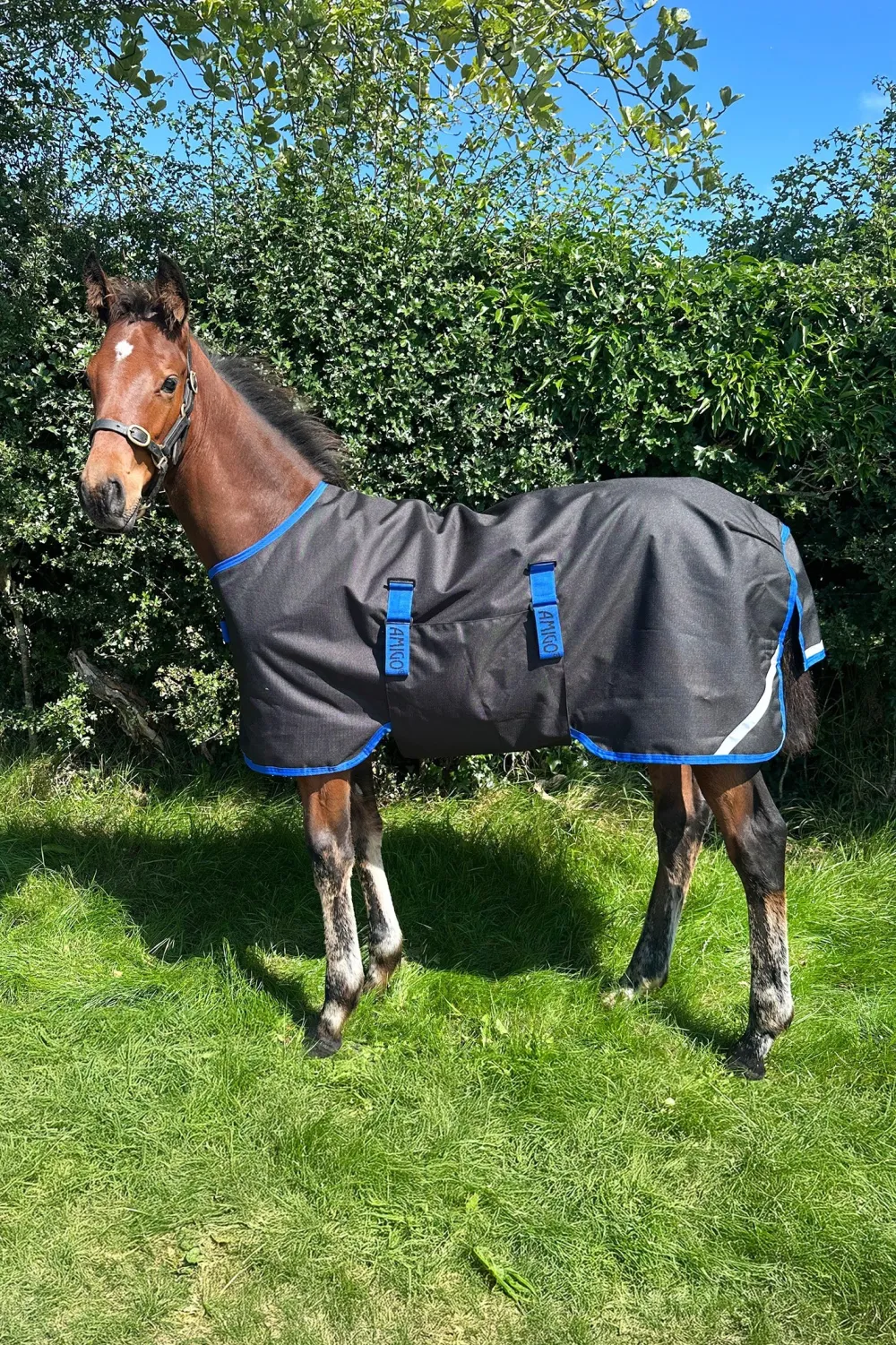 Horseware Horseware-Amigo Ripstop 900D Föltäcke 50g Svart/Blå