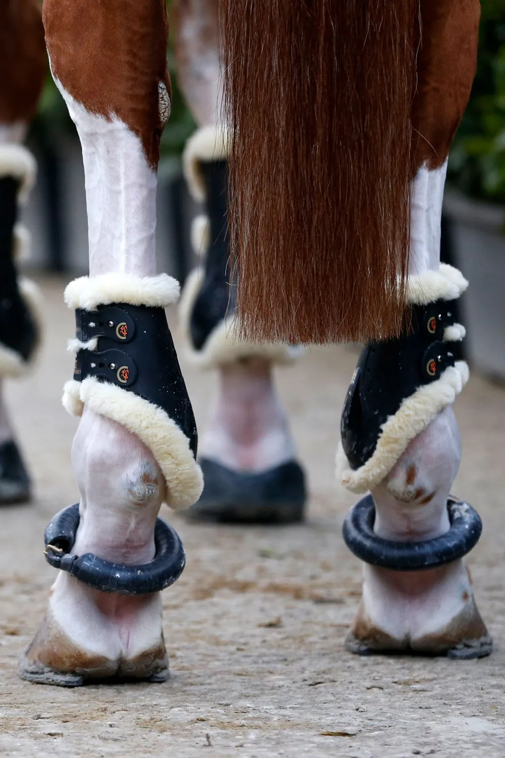 Kentucky Horsewear Benskydd & Benlindor-Bakskydd Fårskinn Elastisk Svart