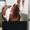 Kentucky Horsewear Väskor & Boxgardiner-Boxstopp Svart