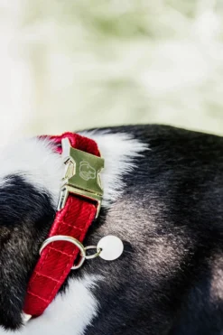 Kentucky Dogwear Kentucky Dogwear-Corduroy Hundhalsband