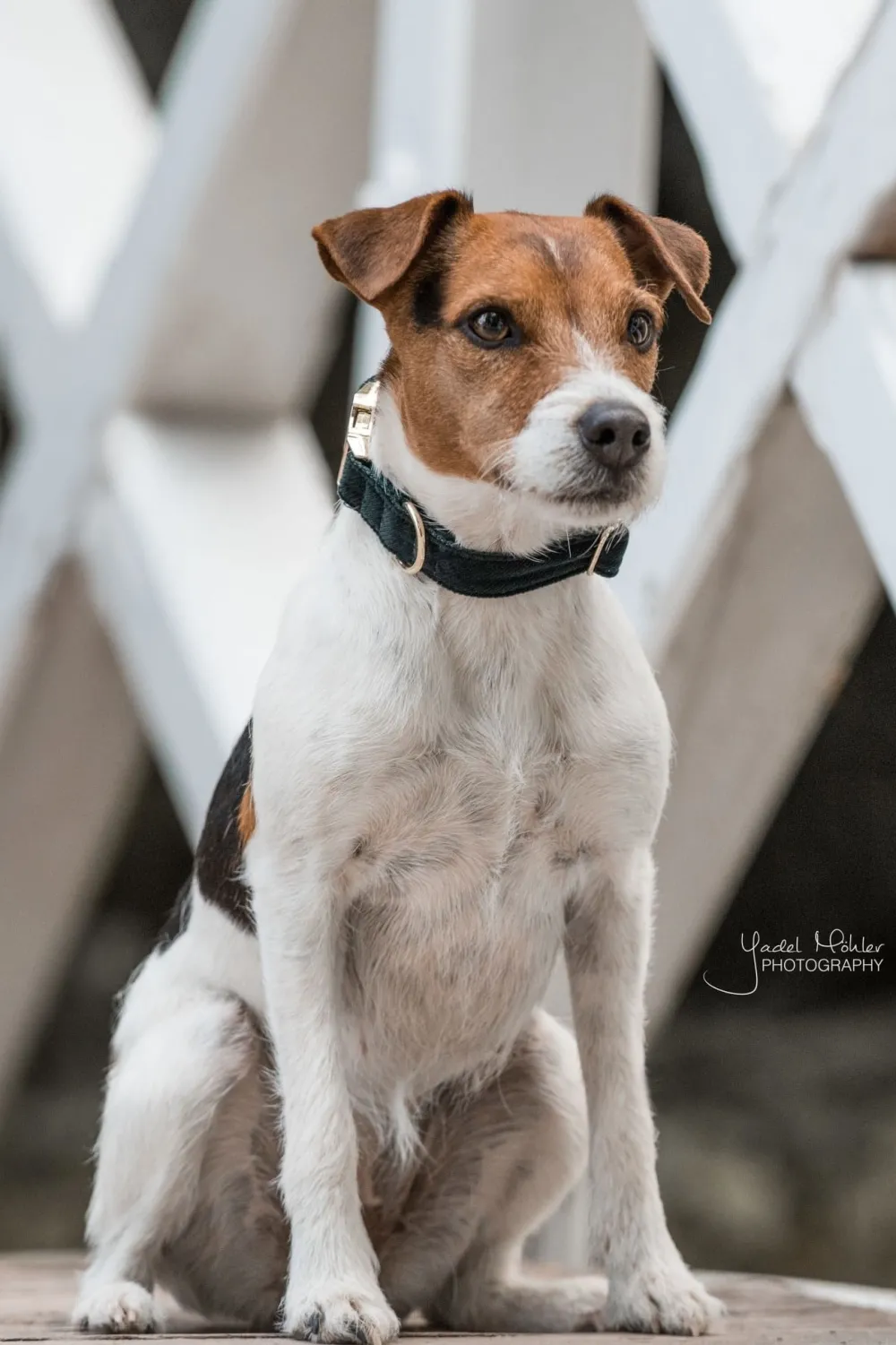Kentucky Dogwear Kentucky Dogwear-Corduroy Hundhalsband