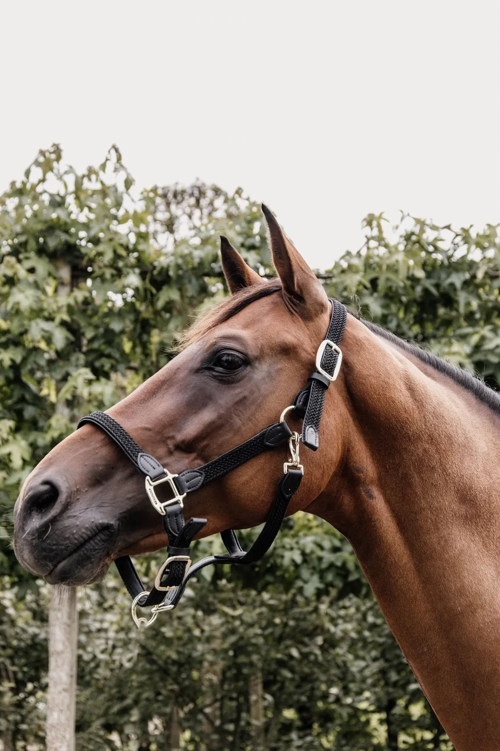 Kentucky Horsewear Kentucky Horsewear|Grimmor & Grimskaft-Flätad Nylon Lädergrimma Svart