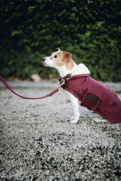 Kentucky Dogwear Kentucky Dogwear-Flätat Hundkoppel