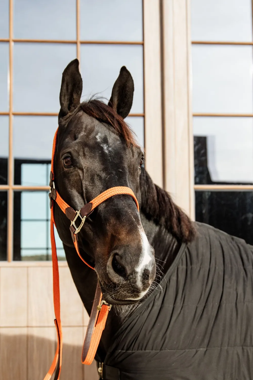 Kentucky Horsewear Kentucky Horsewear|Grimmor & Grimskaft-Flätat Lädergrimskaft Orange