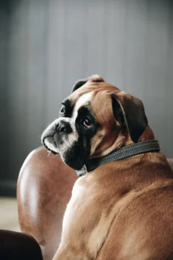 Kentucky Dogwear Kentucky Dogwear-Fätat Nyon Haband