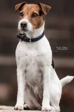 Kentucky Dogwear Kentucky Dogwear-Fätat Nyon Haband