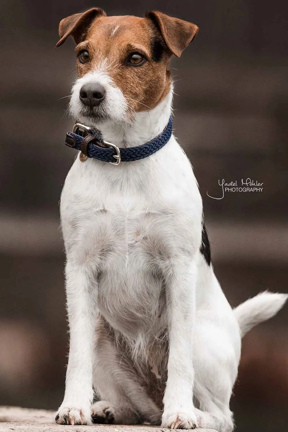 Kentucky Dogwear Kentucky Dogwear-Fätat Nyon Haband