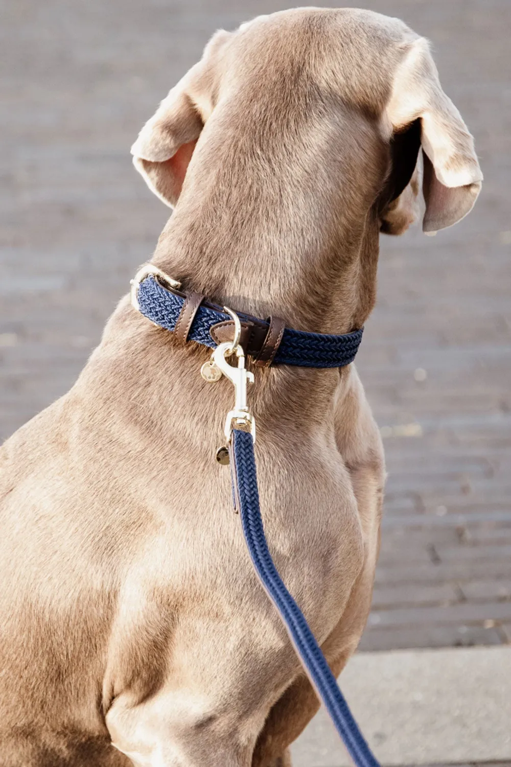 Kentucky Dogwear Kentucky Dogwear-Fätat Nyon Haband
