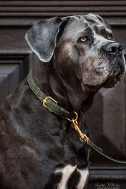 Kentucky Dogwear Kentucky Dogwear-Fätat Nyon Haband