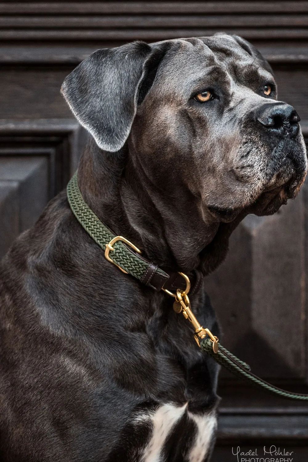 Kentucky Dogwear Kentucky Dogwear-Fätat Nyon Haband