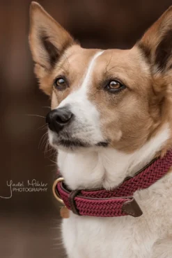 Kentucky Dogwear Kentucky Dogwear-Fätat Nyon Haband