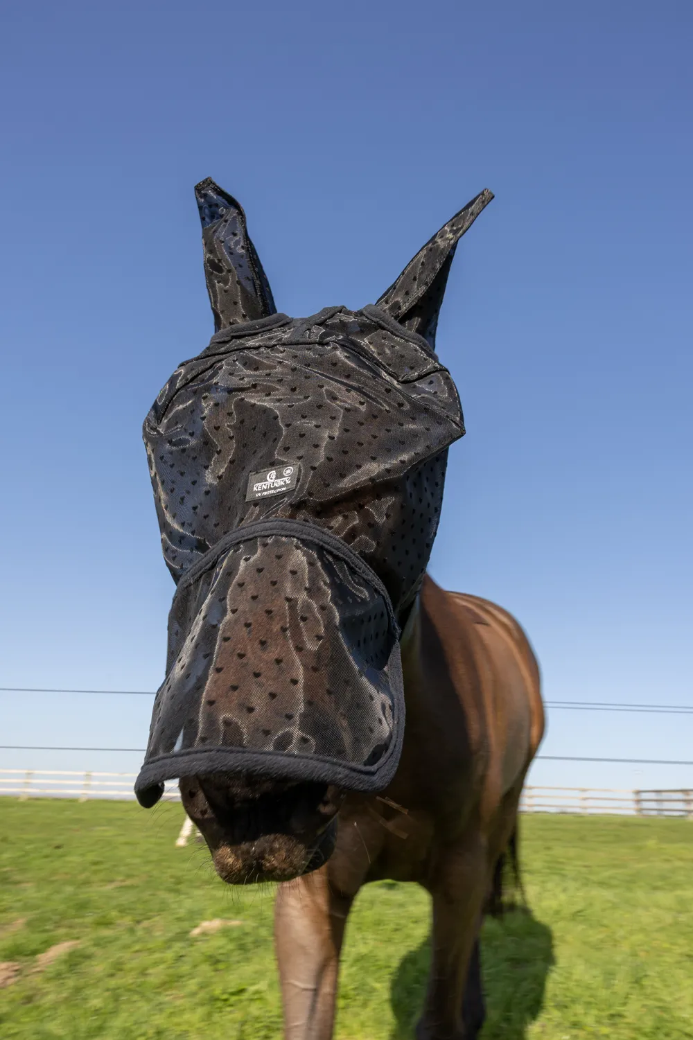 Kentucky Horsewear Kentucky Horsewear|Flugskydd-Flughuva Hjärta Öron + Nos Svart