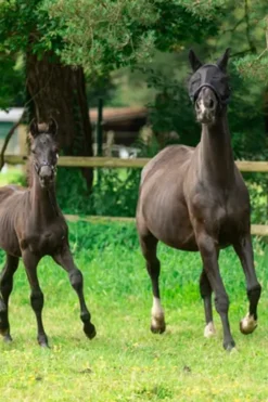 Lami-Cell Flugskydd|Källquist Equestrian-Fughuva ycra vart