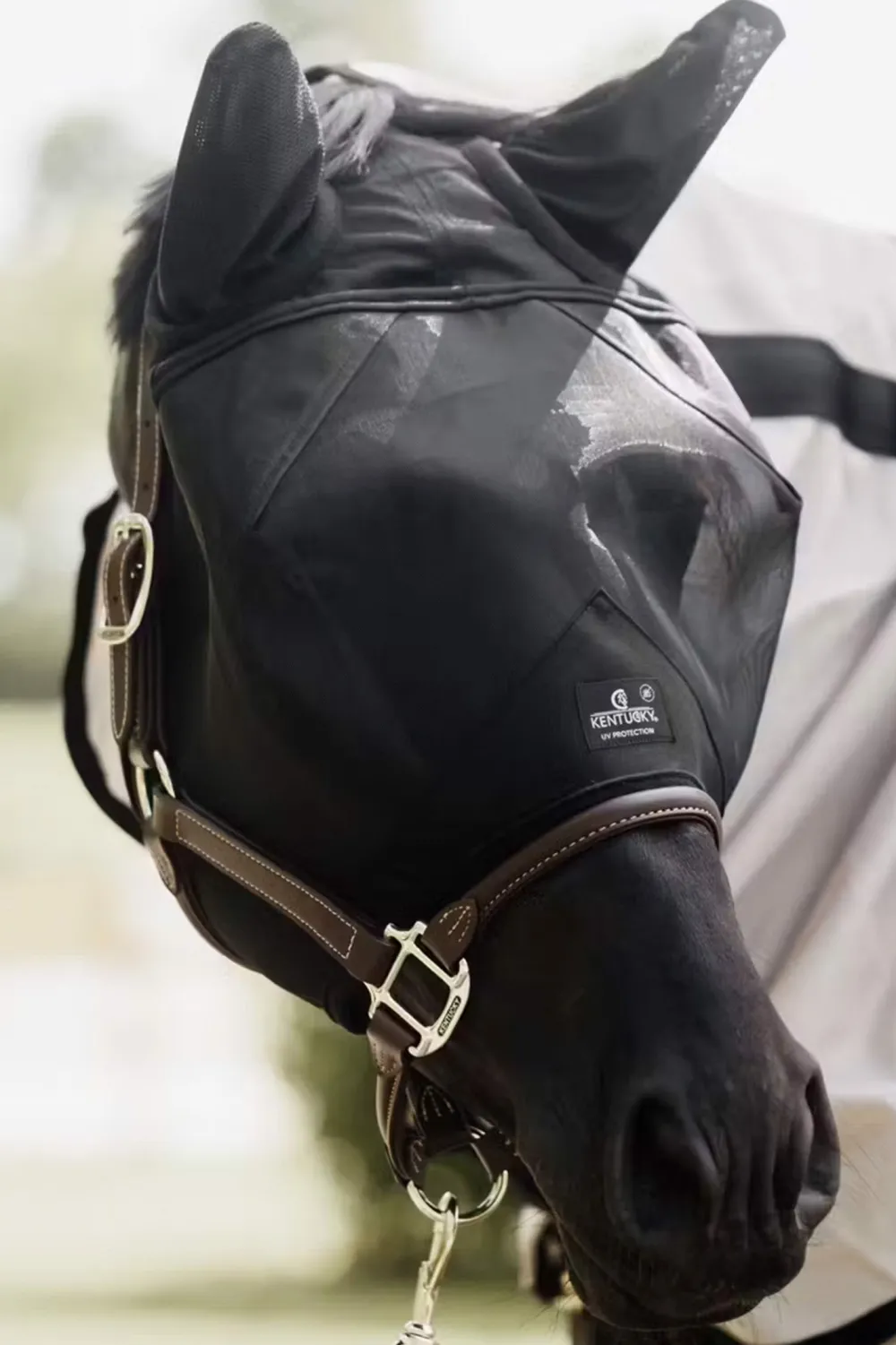 Kentucky Horsewear Kentucky Horsewear-Flughuva Öron Svart