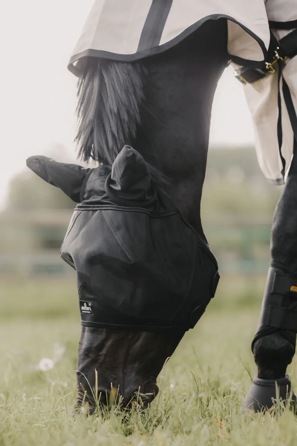 Kentucky Horsewear Kentucky Horsewear-Flughuva Öron Svart