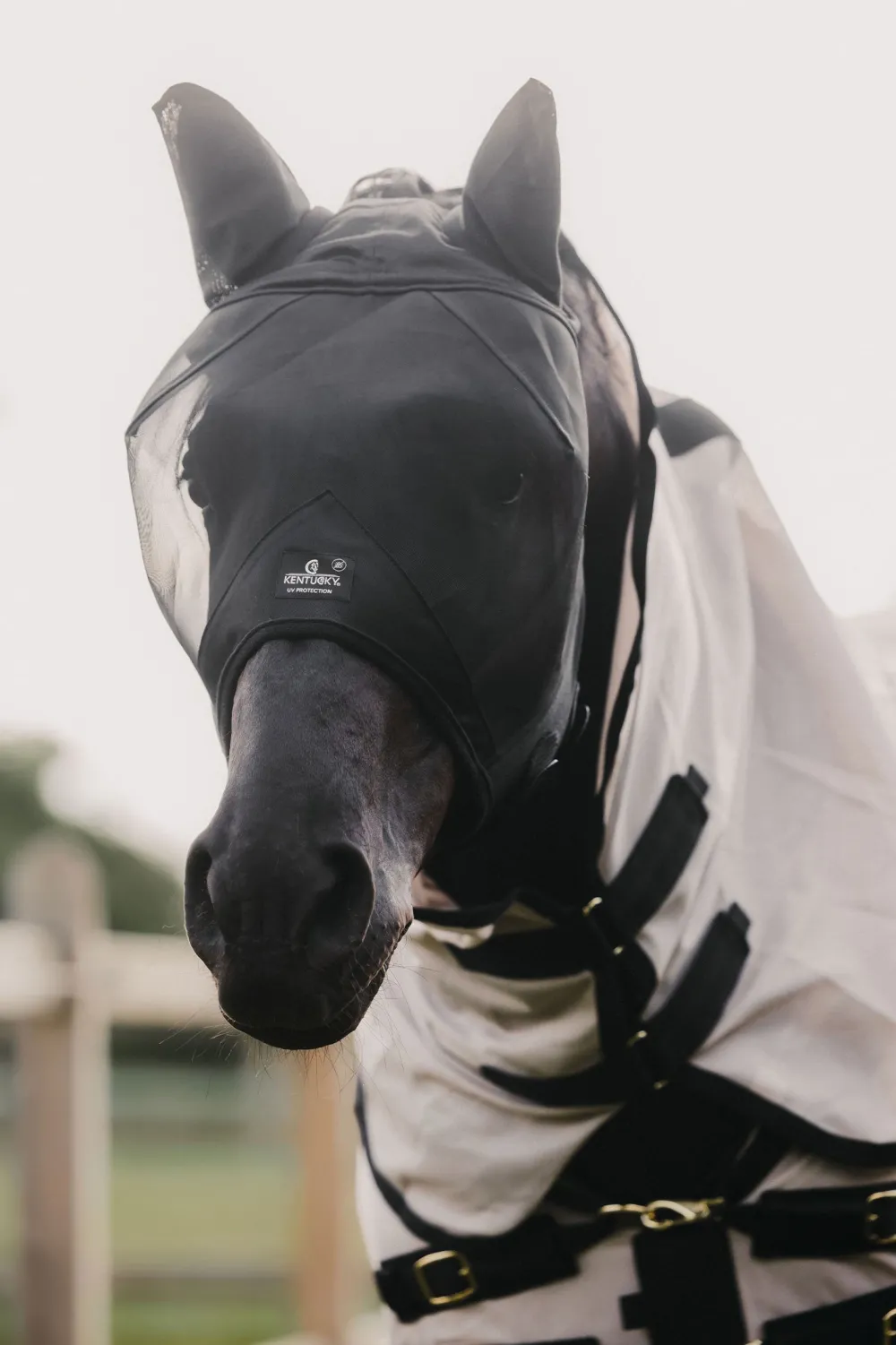 Kentucky Horsewear Kentucky Horsewear-Flughuva Öron Svart
