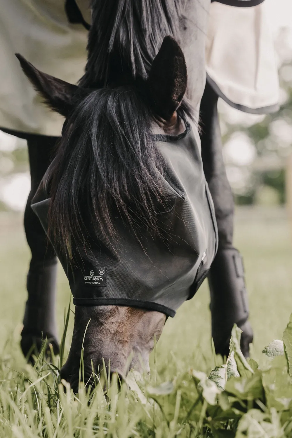 Kentucky Horsewear Kentucky Horsewear-Flughuva Utan Öron Svart