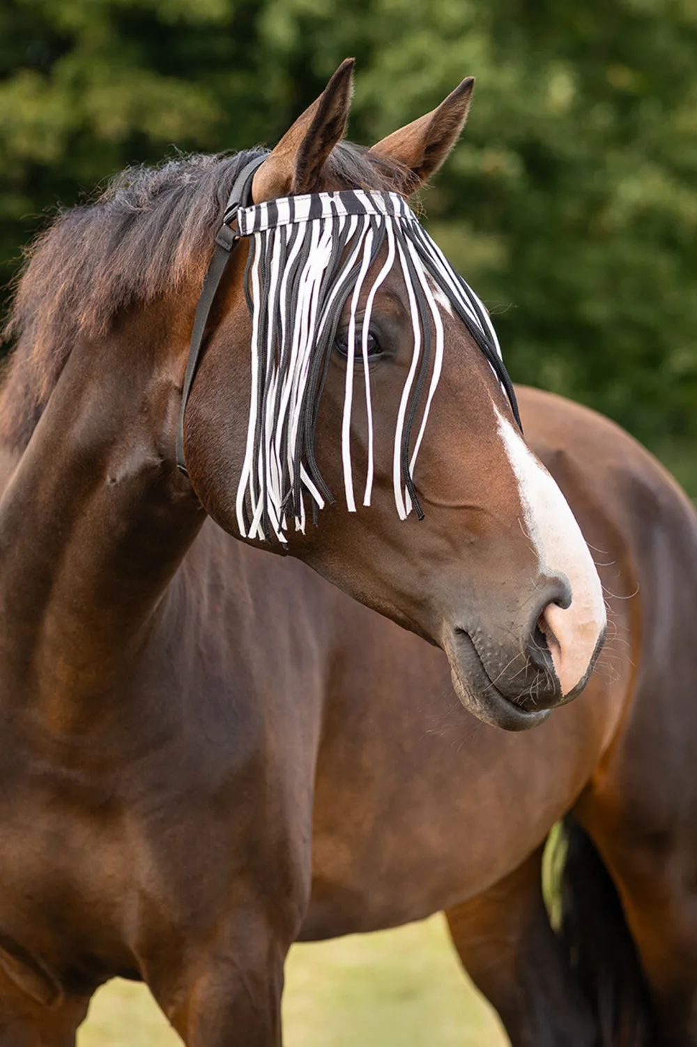 QHP Qhp|Flugskydd-Flugpannband Extra Zebra