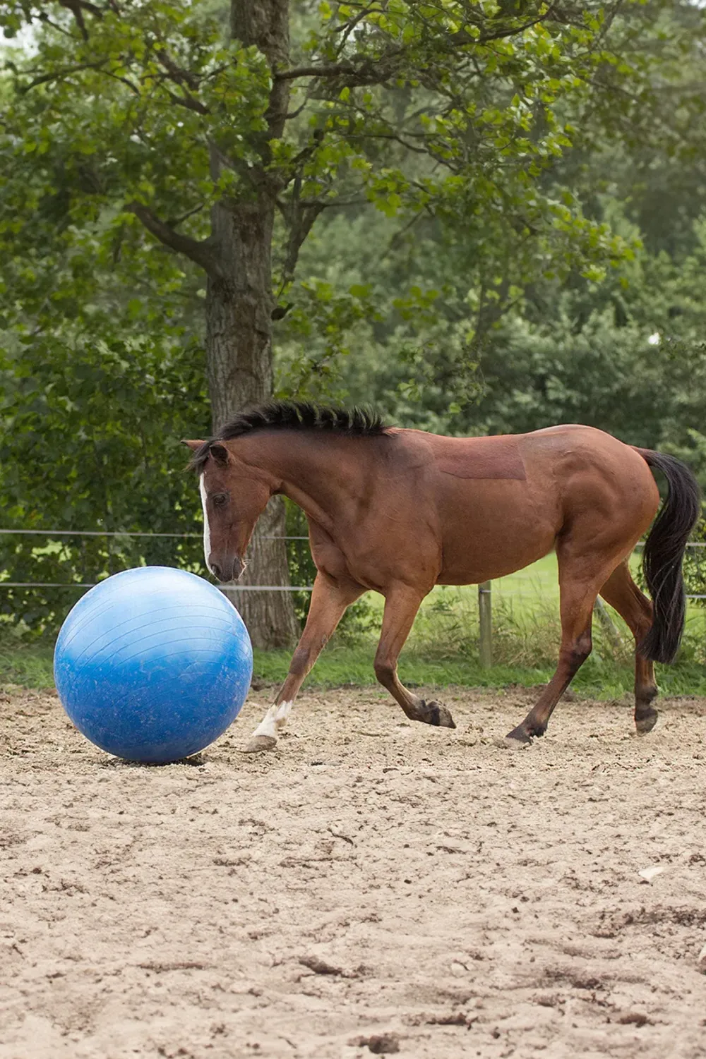 QHP Qhp|Hästleksaker & Aktivering-Fotboll Blå