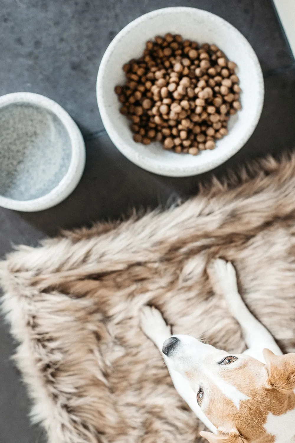 Kentucky Dogwear Kentucky Dogwear-Fuzzy Filt To Go