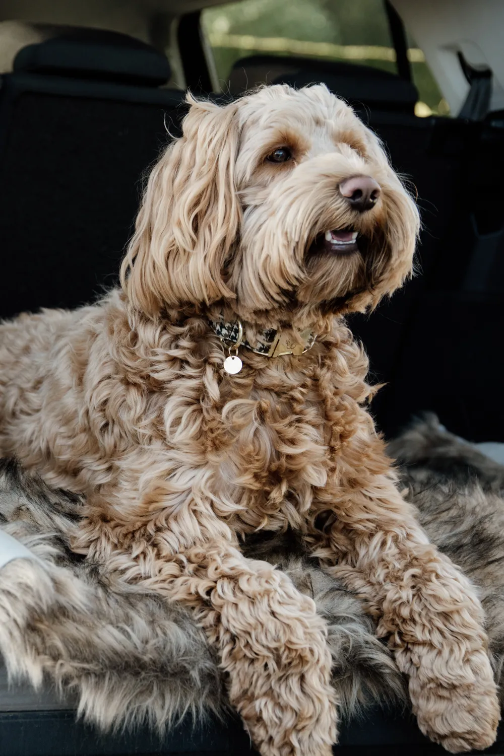 Kentucky Dogwear Kentucky Dogwear-Fuzzy Filt To Go