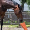 QHP Qhp|Hästleksaker & Aktivering-Horse Toy Carrot XL
