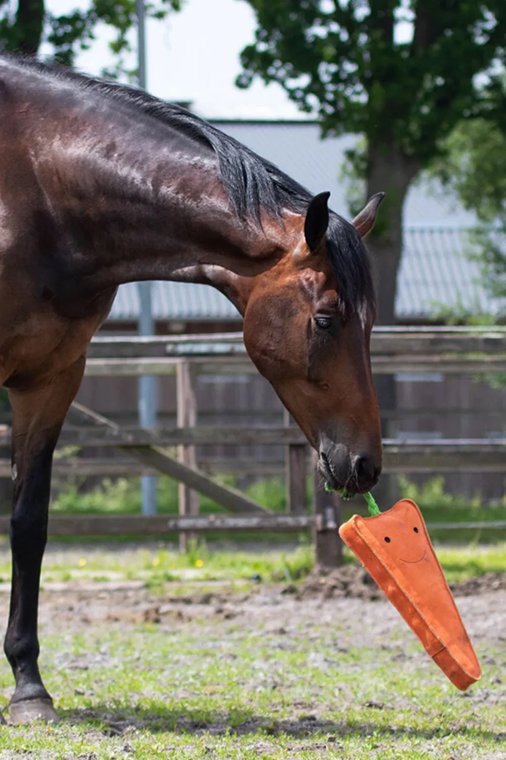 QHP Qhp|Hästleksaker & Aktivering-Horse Toy Carrot XL