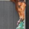 QHP Qhp|Hästleksaker & Aktivering-Horse Toy Julgran