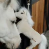 Kentucky Horsewear Kentucky Horsewear|Hästleksaker & Aktivering-Hästleksak Sammy