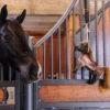 Kentucky Horsewear Kentucky Horsewear|Hästleksaker & Aktivering-Hästleksak Tableux