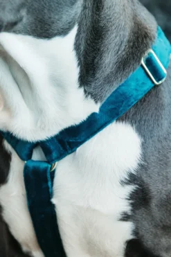 Kentucky Dogwear Kentucky Dogwear-Hundele Loop Velvet