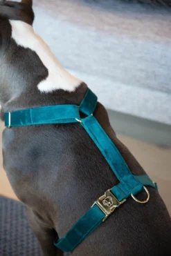 Kentucky Dogwear Kentucky Dogwear-Hundele Loop Velvet