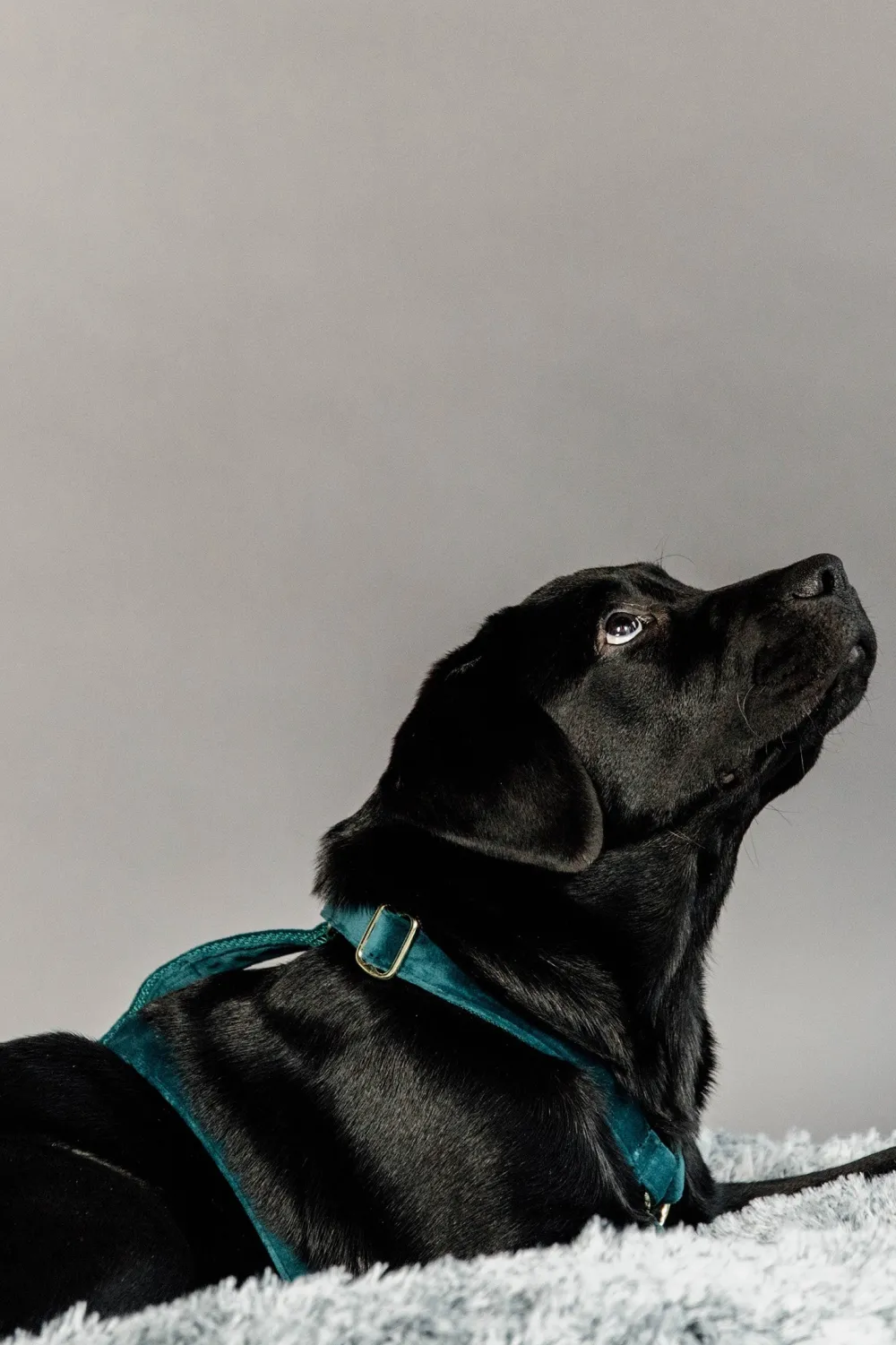 Kentucky Dogwear Kentucky Dogwear-Kentucky Hundee Vevet Eerad