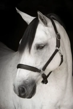 Källquist Equestrian Grimmor & Grimskaft|Källquist Equestrian-Lädergrimma Svart