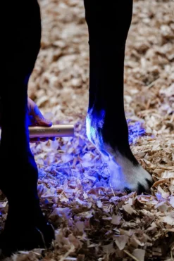 Horseware Horseware-ED tav Infraröd