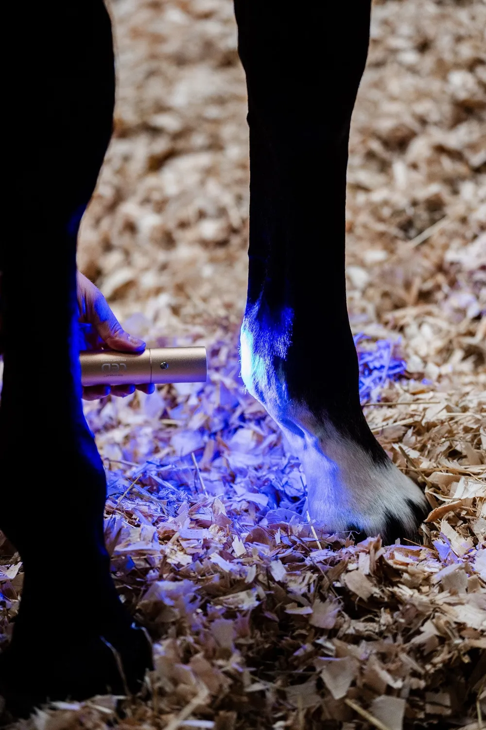 Horseware Horseware-ED tav Infraröd