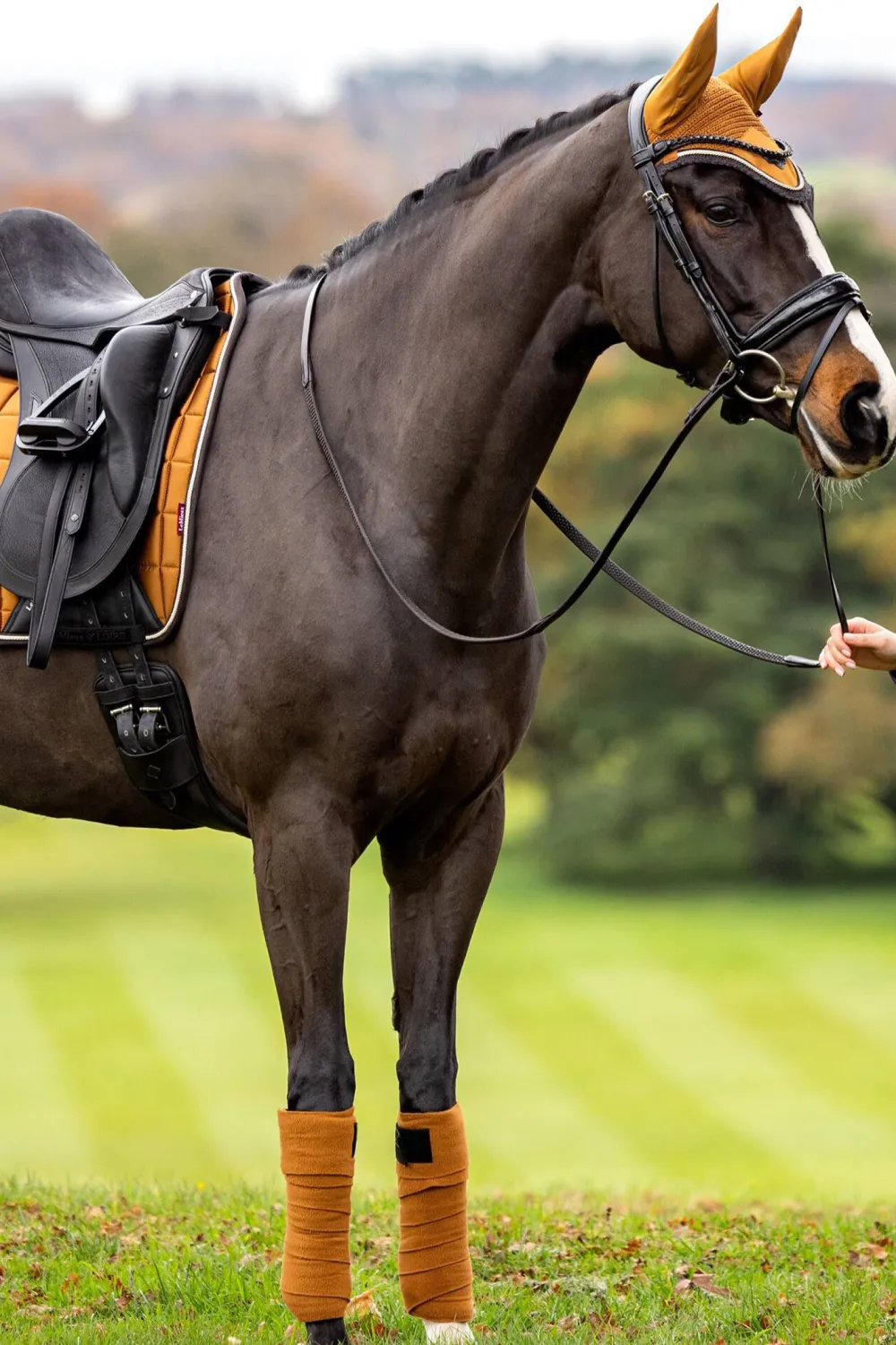 LeMieux Lemieux-oire Cassic Dresschabrak Square