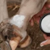Grooming Deluxe Grooming Deluxe-Mud Fever Creme Plus 250ml