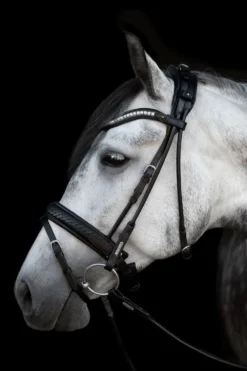 Utzon Equestrian Träns & Pannband|Utzon-Olympic Träns