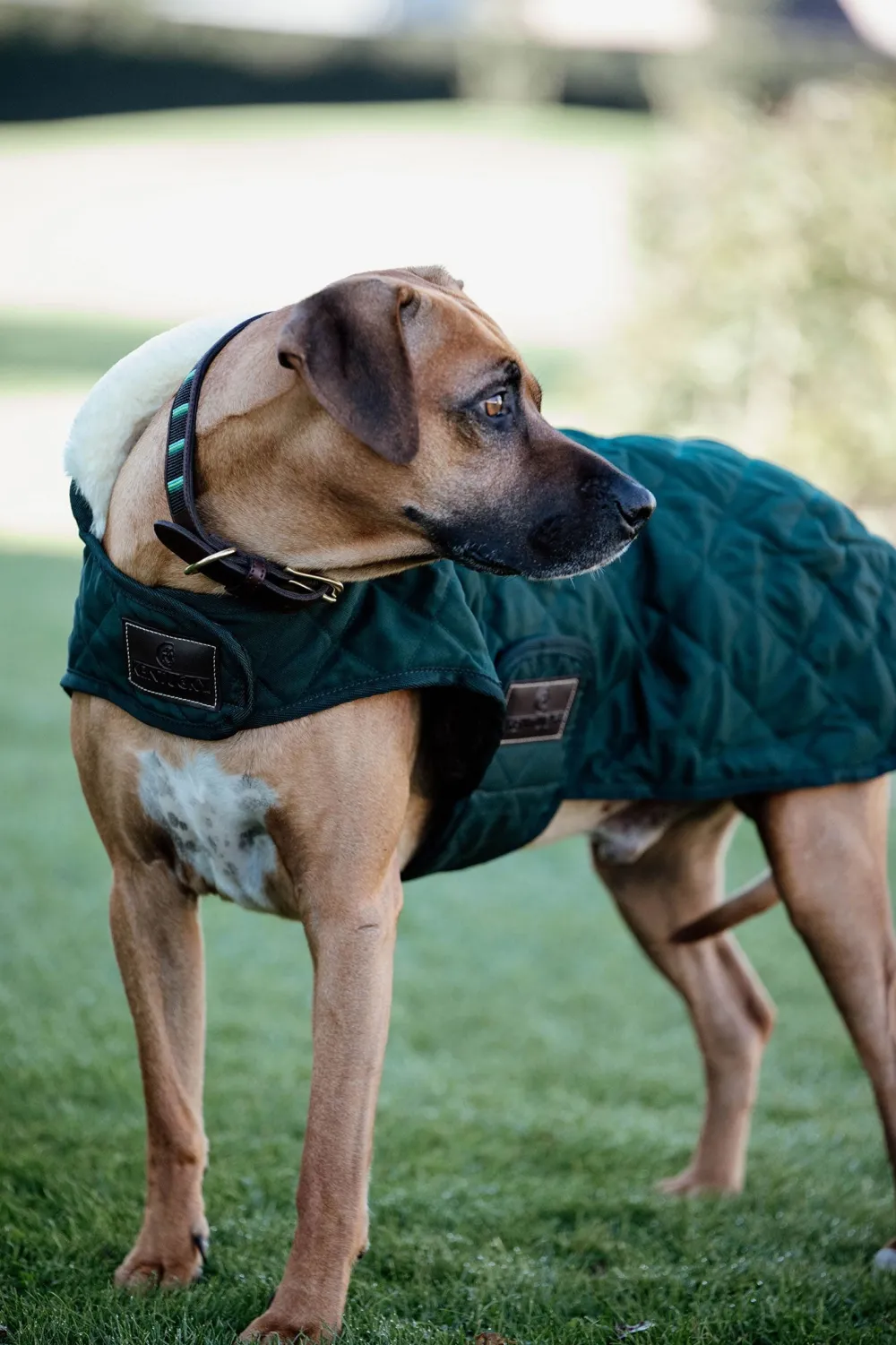 Kentucky Dogwear Kentucky Dogwear-Original Hundtäcke 160g