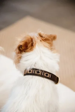 Kentucky Dogwear Kentucky Dogwear-Päror Hundhaband