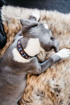 Kentucky Dogwear Kentucky Dogwear-Päror Hundhaband