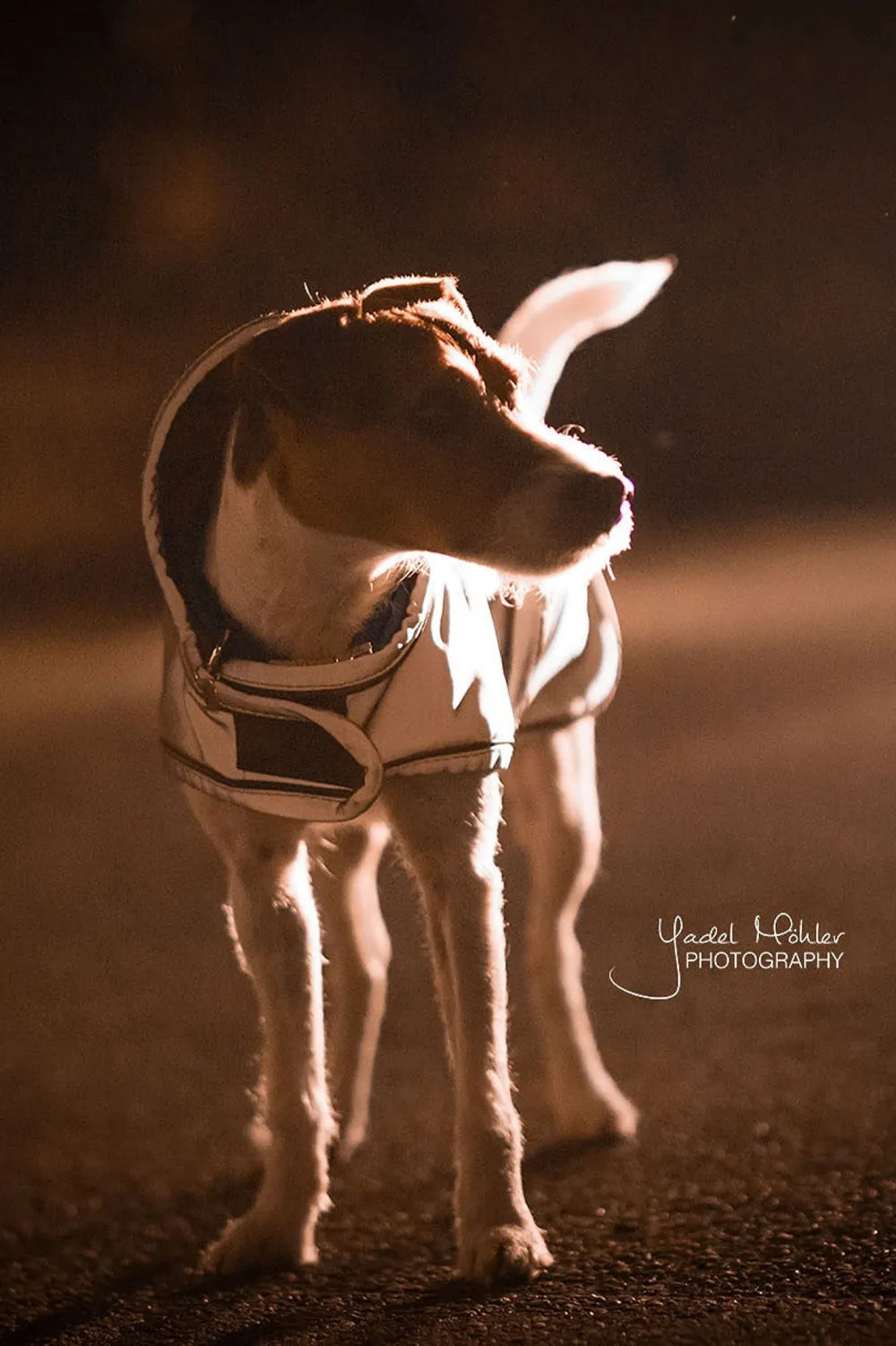 Kentucky Dogwear Kentucky Dogwear-Refex Hundtäcke