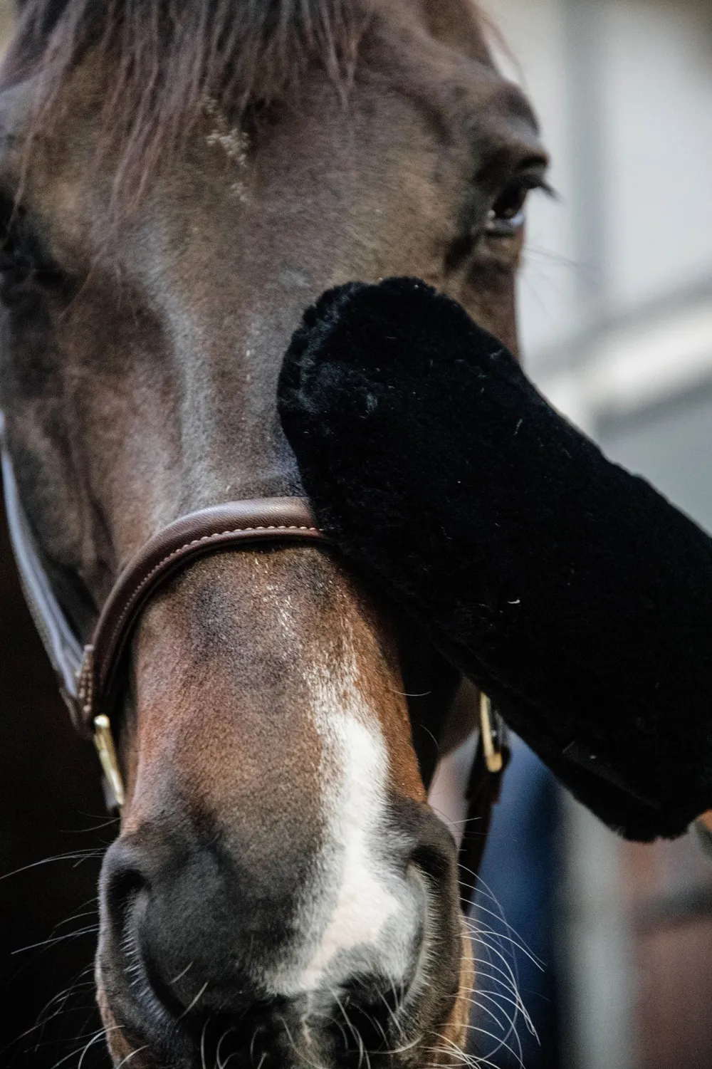 Grooming Deluxe Grooming Deluxe|Ryktväskor & Ryktborstar-Sheepskin Grooming Glove