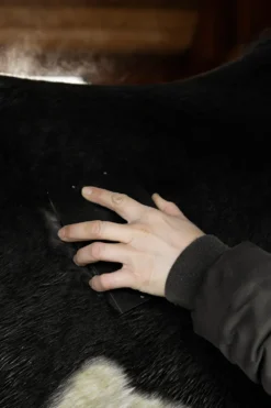 Kentucky Horsewear Kentucky Horsewear-Steel Curry Kam