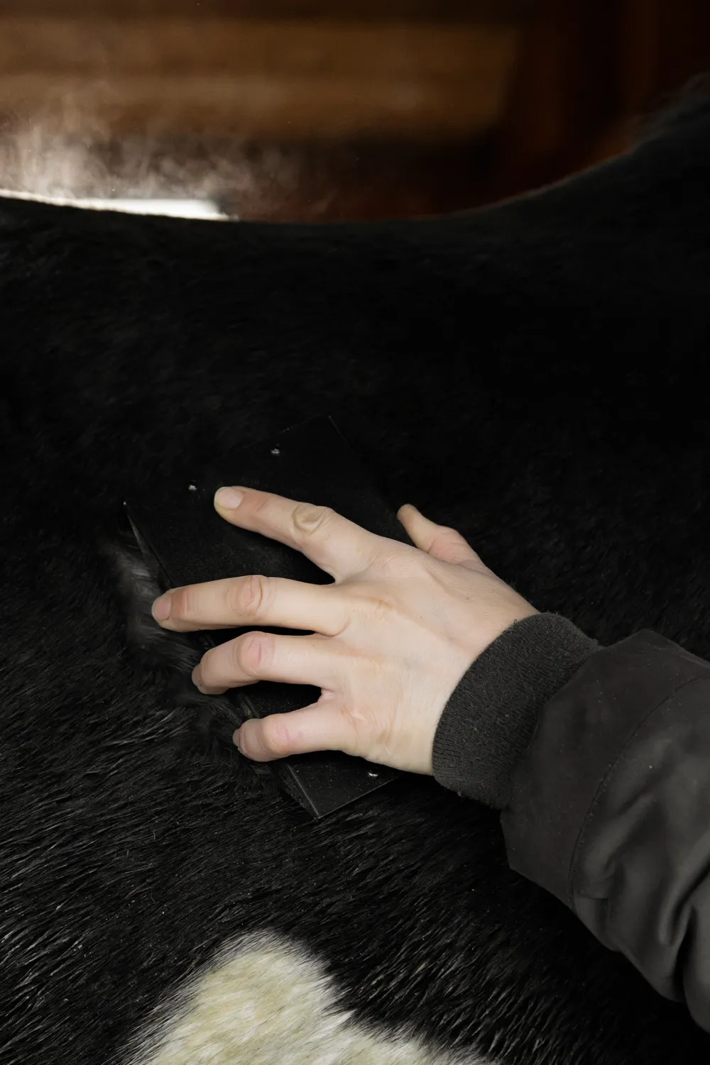 Kentucky Horsewear Kentucky Horsewear-Steel Curry Kam