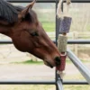 Grooming Deluxe Grooming Deluxe|Hästleksaker & Aktivering-Träleksak Freedom Grön