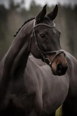 Knights Träns & Pannband|Källquist Equestrian-Träns Arthur Svart