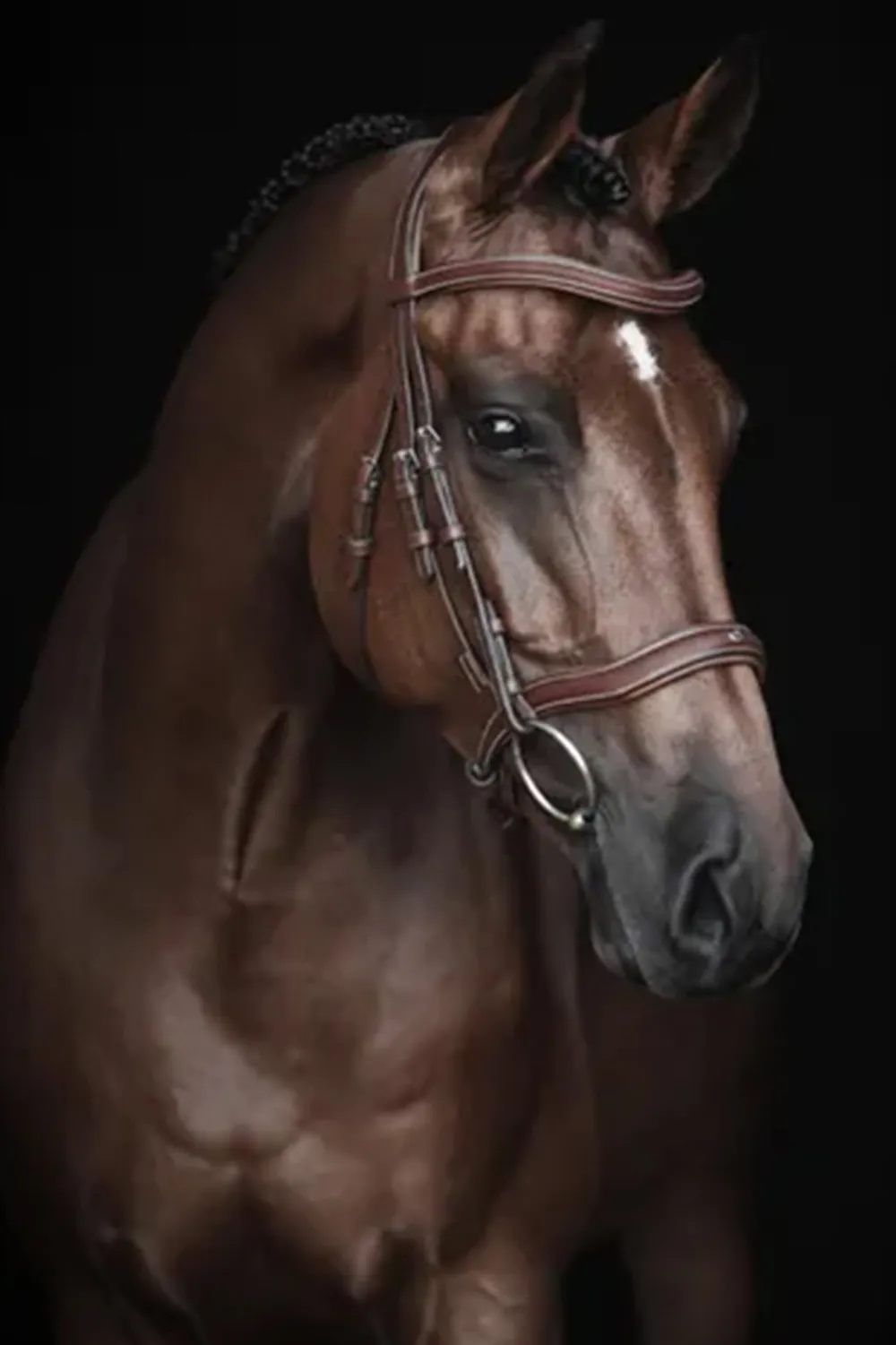 Lippo Lippo-Träns Eccelente Cognac