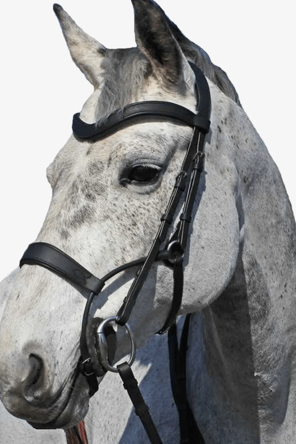 Melefors Träns & Pannband-Träns High Jump